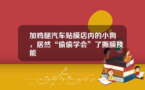 加鸡腿汽车贴膜店内的小狗，居然“偷偷学会”了撕膜技能